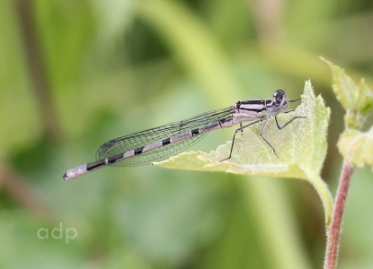 Common Blue Damselfly immature male ( Enallagma cyathigerum) Alan Prowse